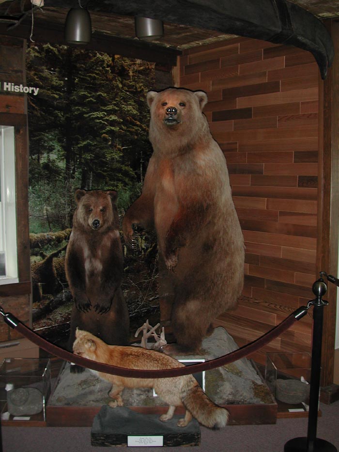 Bears in museum.jpg 100.3K